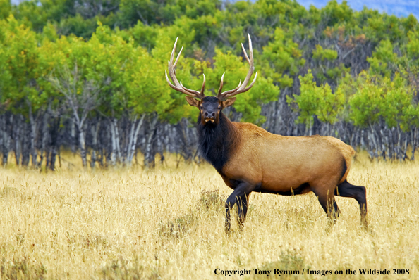 Rocky Mountain Elk in habitat