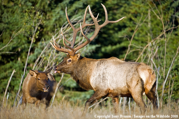 Bull Elk with Cow