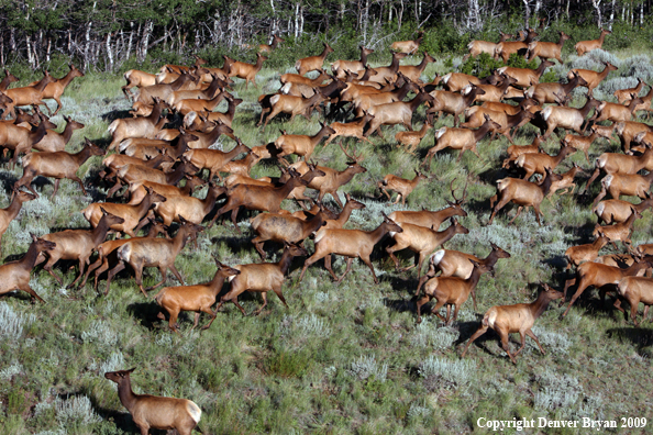 Rocky Mountain Elk in habitat