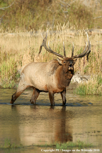 Rocky Mountain bull elk bugling. 