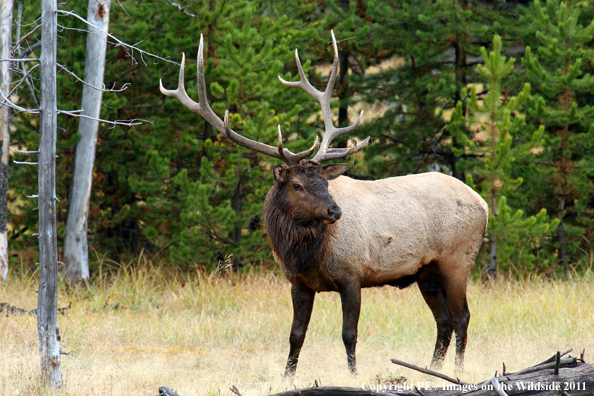 Rocky Mountain elk in habitat. 