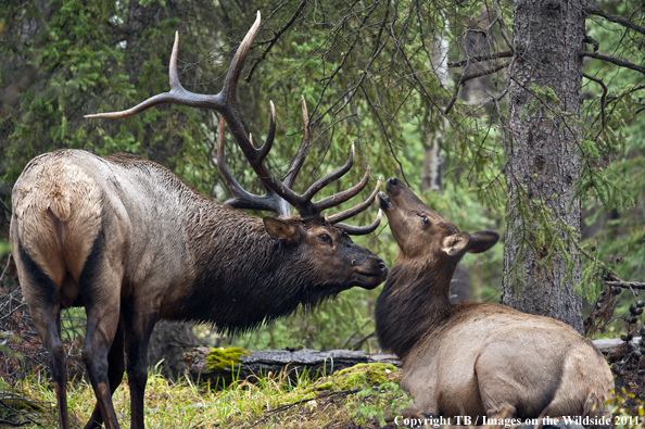 Rocky Mountain bull elk with cow. 