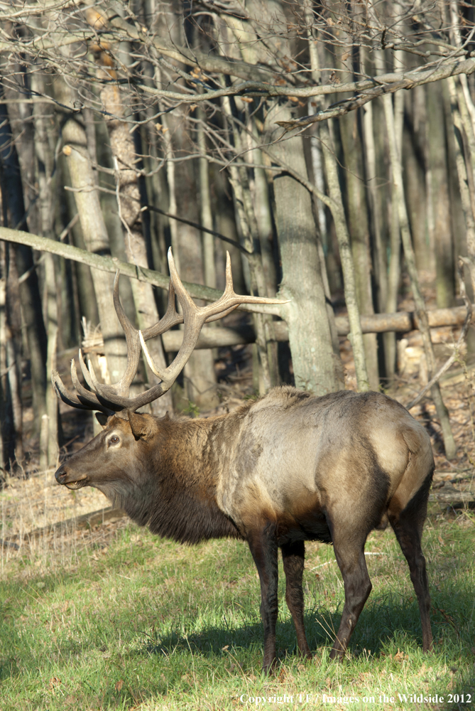 Rock Mountain Elk in habitat. 