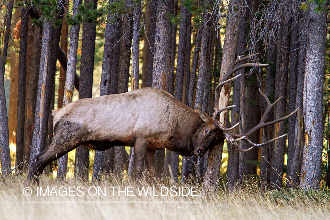 Rocky Mountain Bull Elk rubbing on tree in habitat.