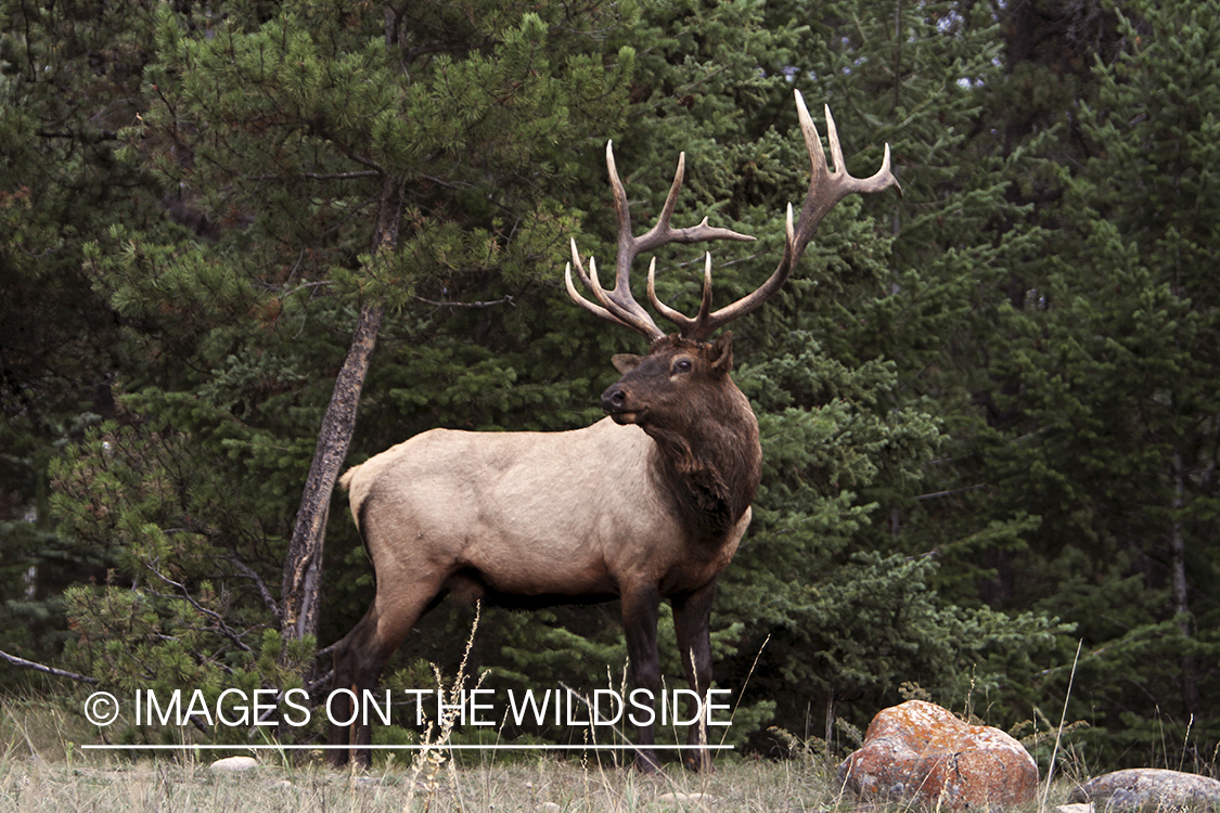 Rocky Mountain Bull Elk in habitat.