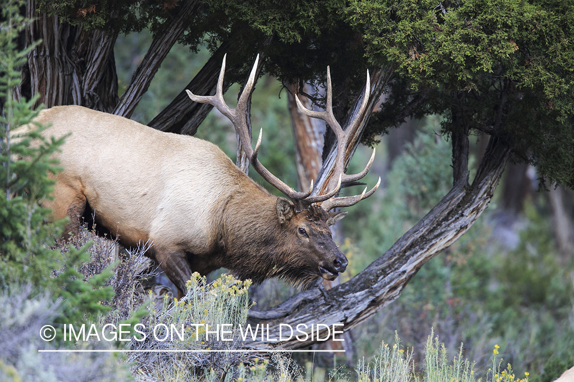 Rocky Mountain Bull Elk in habitat.