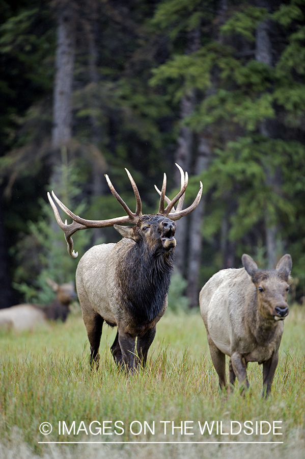 Bull elk pursuing cow.