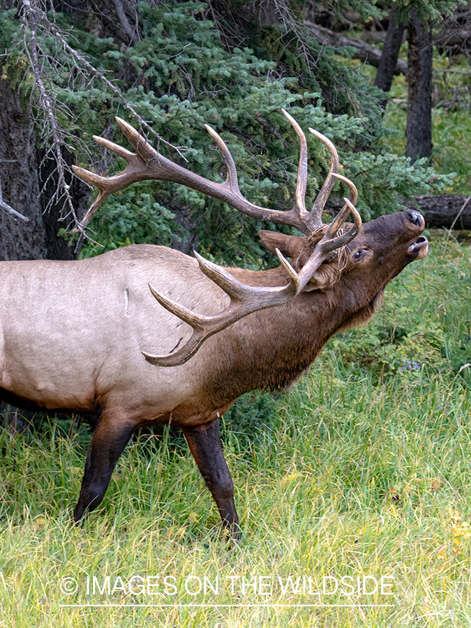 Bull elk in autumn habitat.