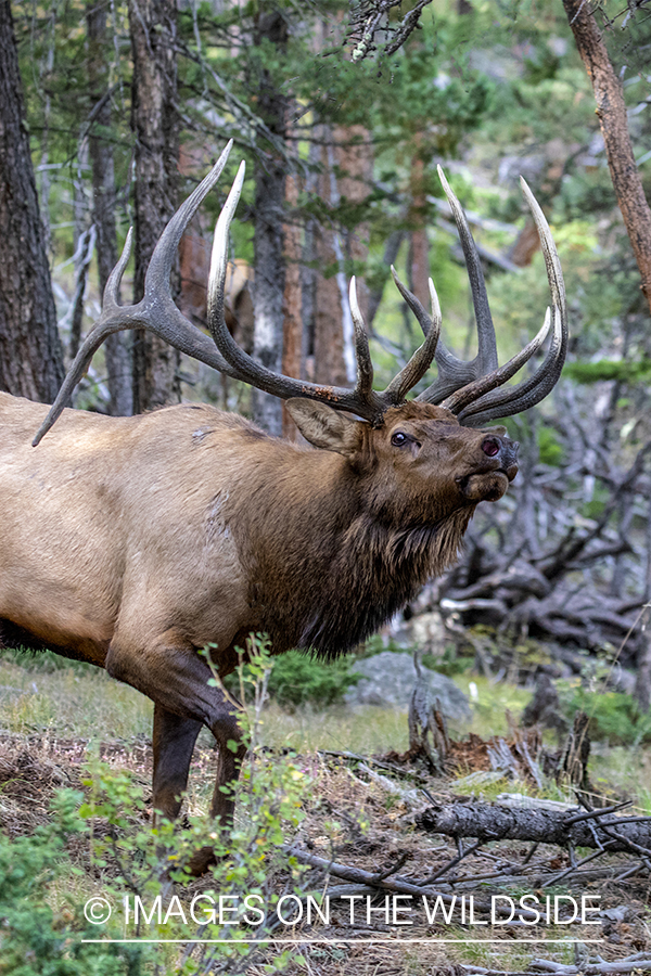 Bull elk in field.