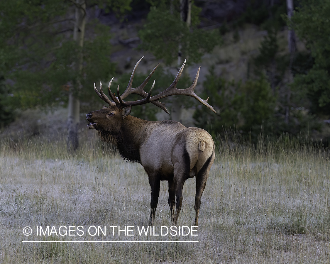 Bull elk bugling.