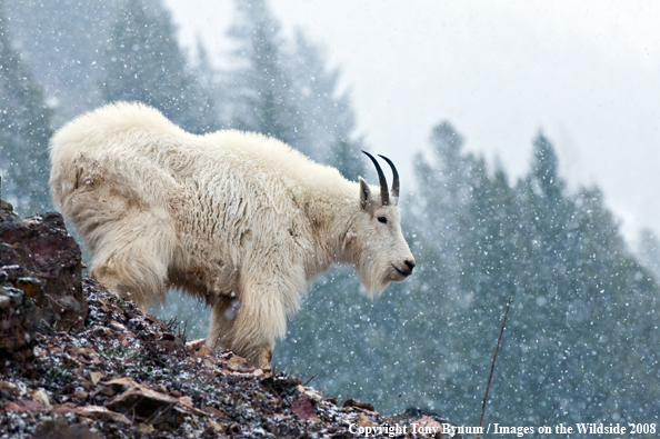 Billy Mountain Goat