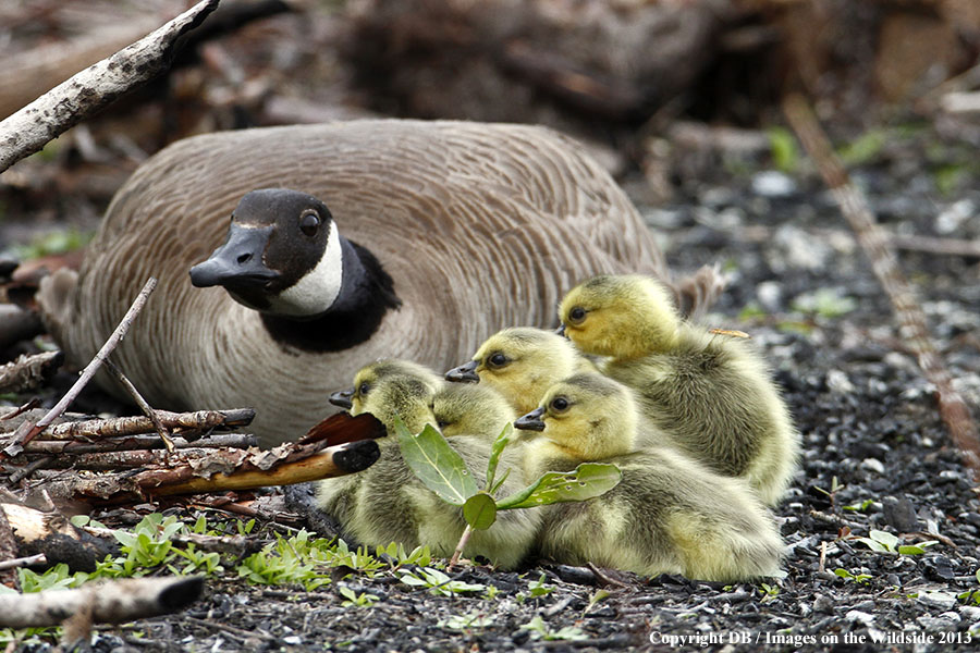 Goose with goslings.