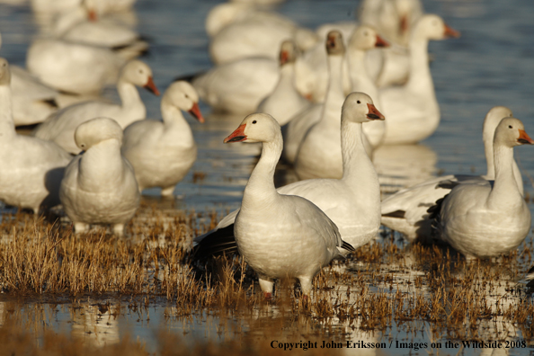 Snow geese in habitat.