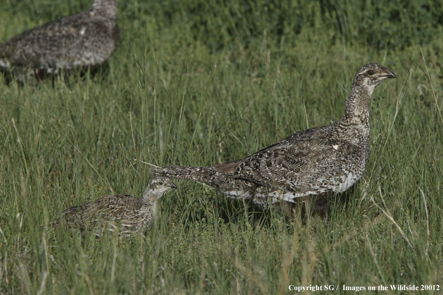 Sage Grouse with hatchling.