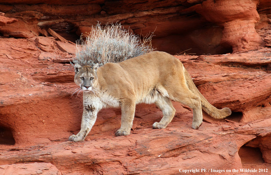 Mountain Lion in habitat.