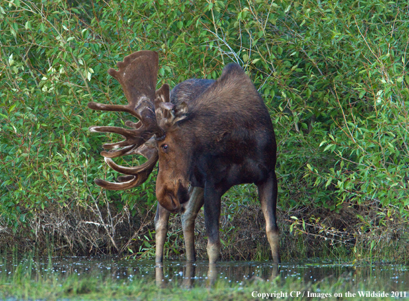 Shiras Moose in habitat. 