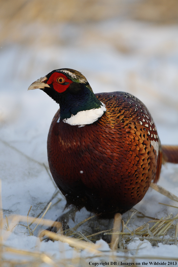 Ring-necked pheasant in field.