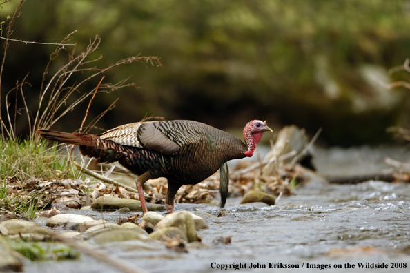 Eastern Wild Turkey