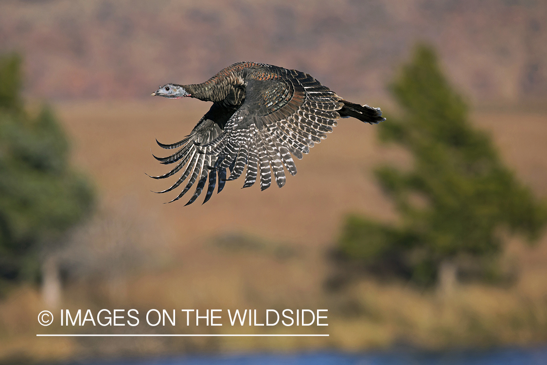 Eastern Wild Turkey in flight.