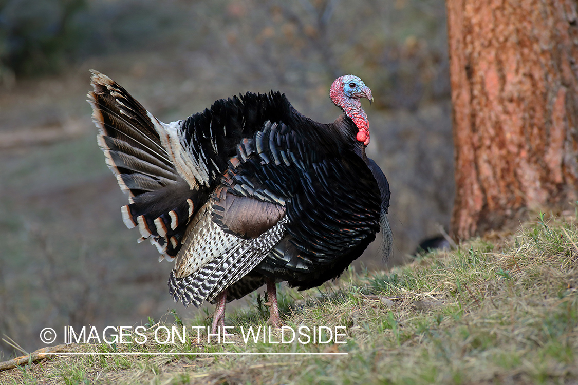 Merriam's turkey tom in full strut.