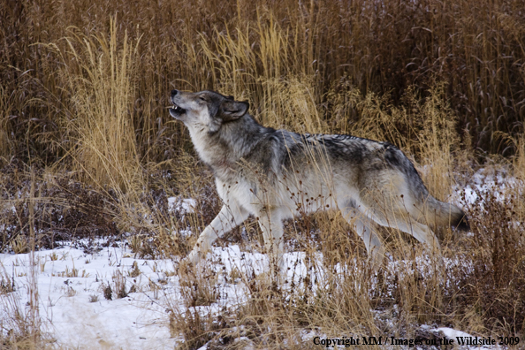 Wolf (wild) howling in Yellowstone National Park