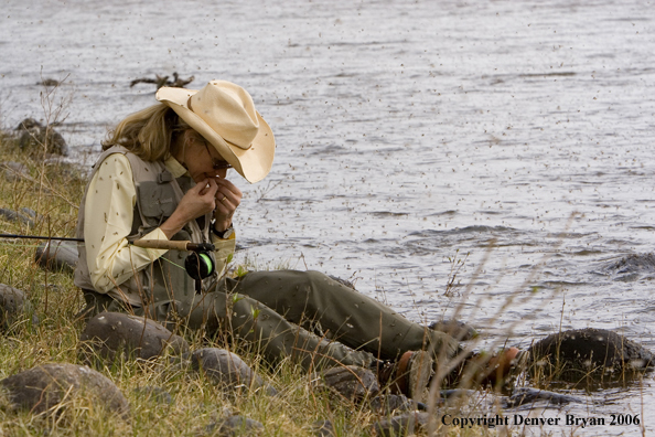 Woman flyfisher on the river in caddis fly hatch.  