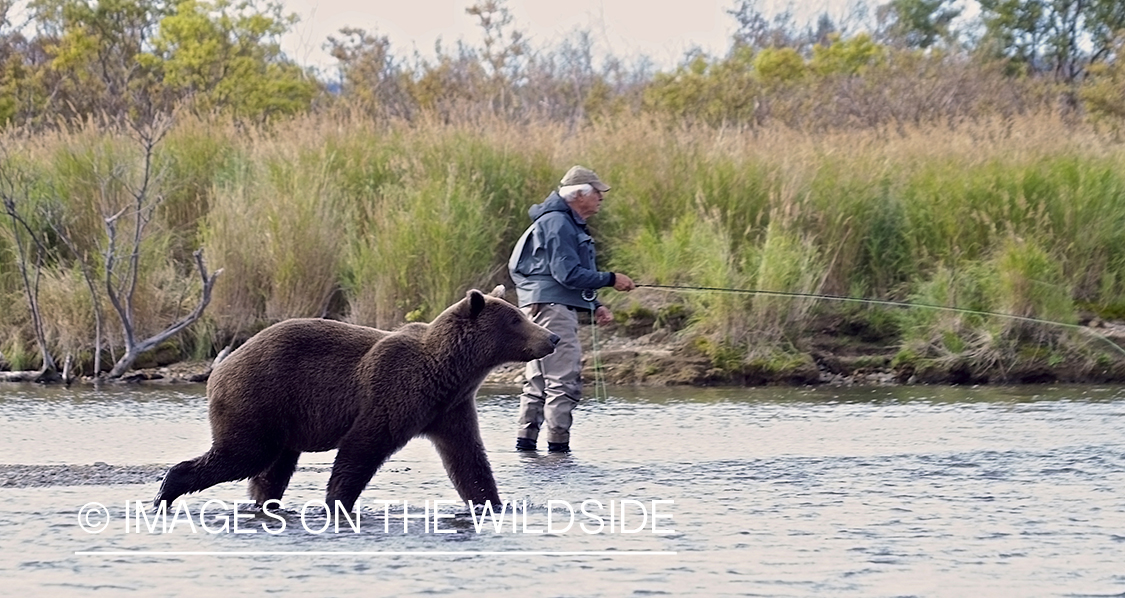 Brown Bear walking past freshwater flyfisherman. 