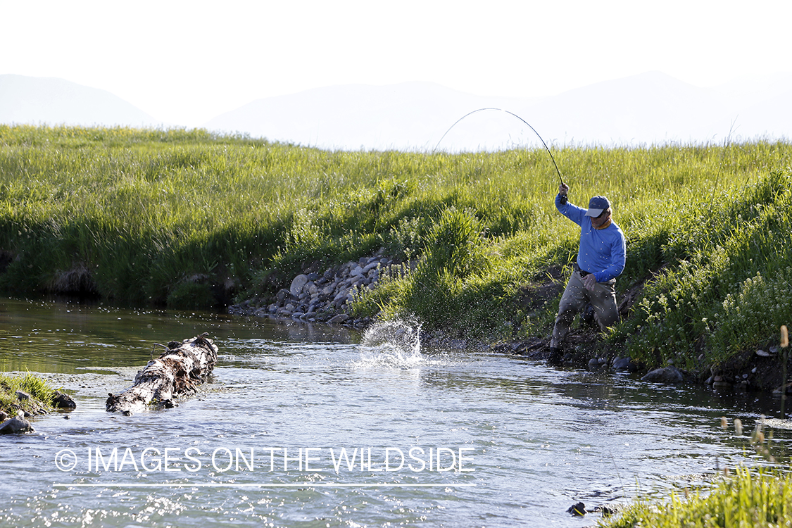 Flyfisherman fighting with trout.