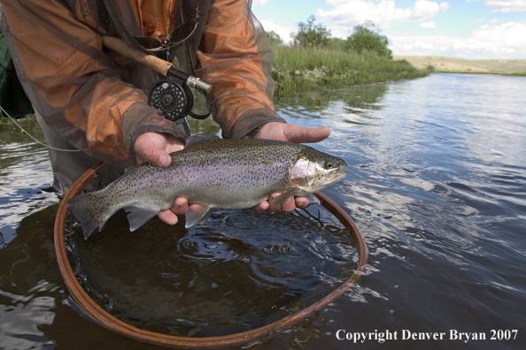 Flyfishermen with rainbow trout (close up of trout).