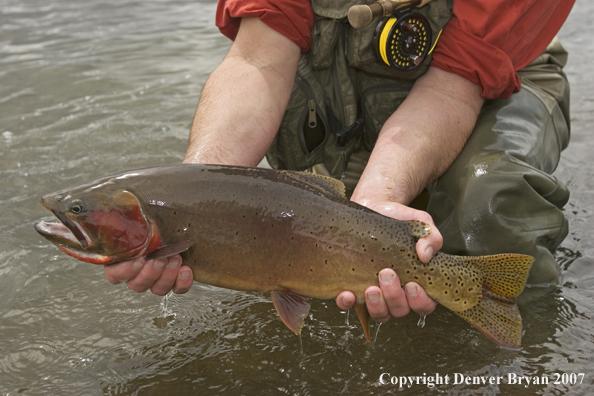 Flyfisherman with large cutthroat trout.