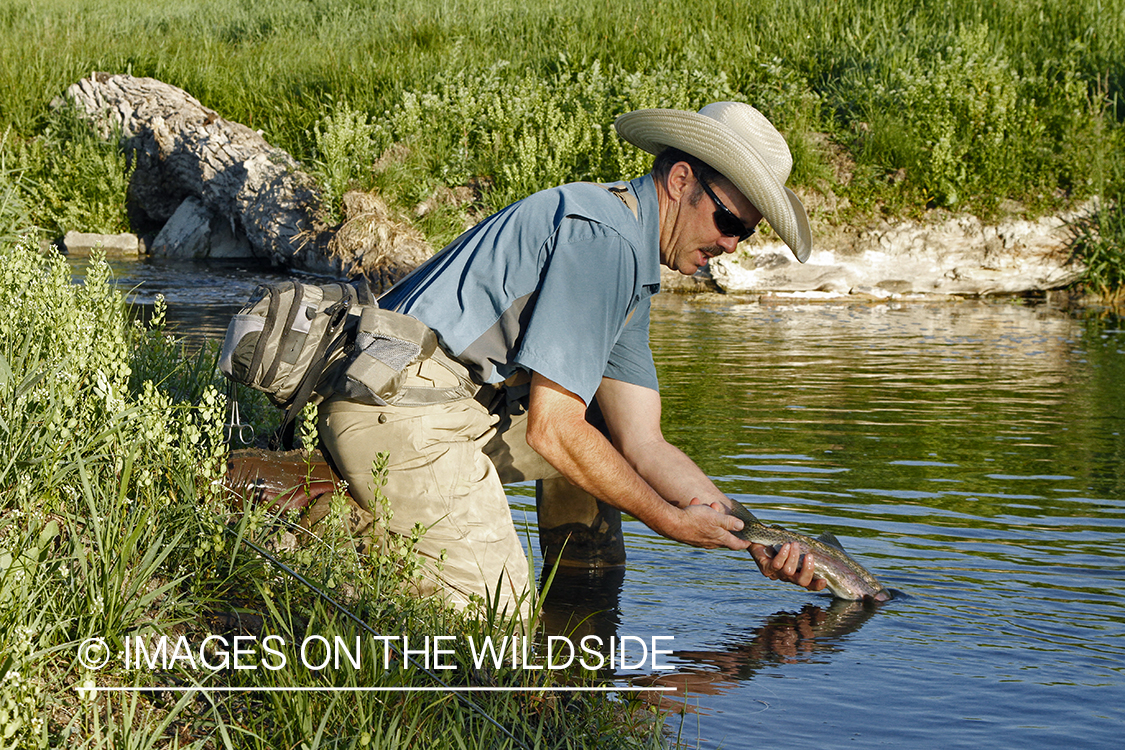 Flyfisherman releasing rainbow trout.