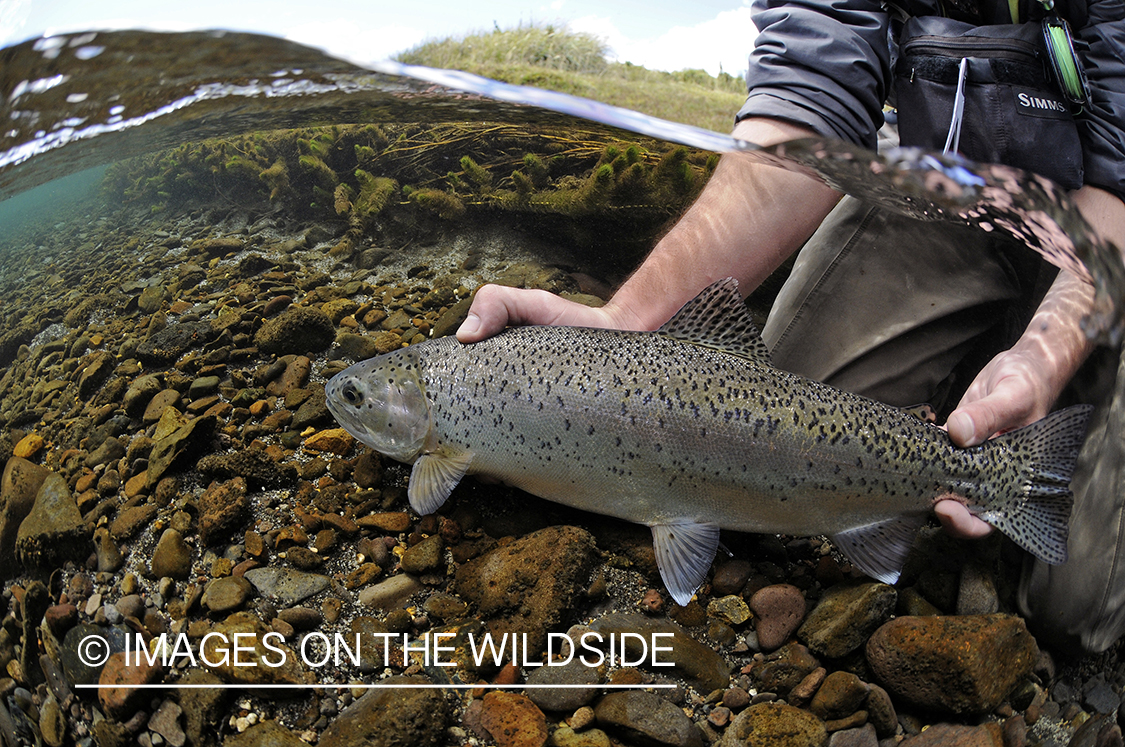 Flyfisherman releasing rainbow trout.