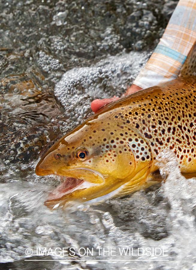 Flyfisherman releasing brown trout.