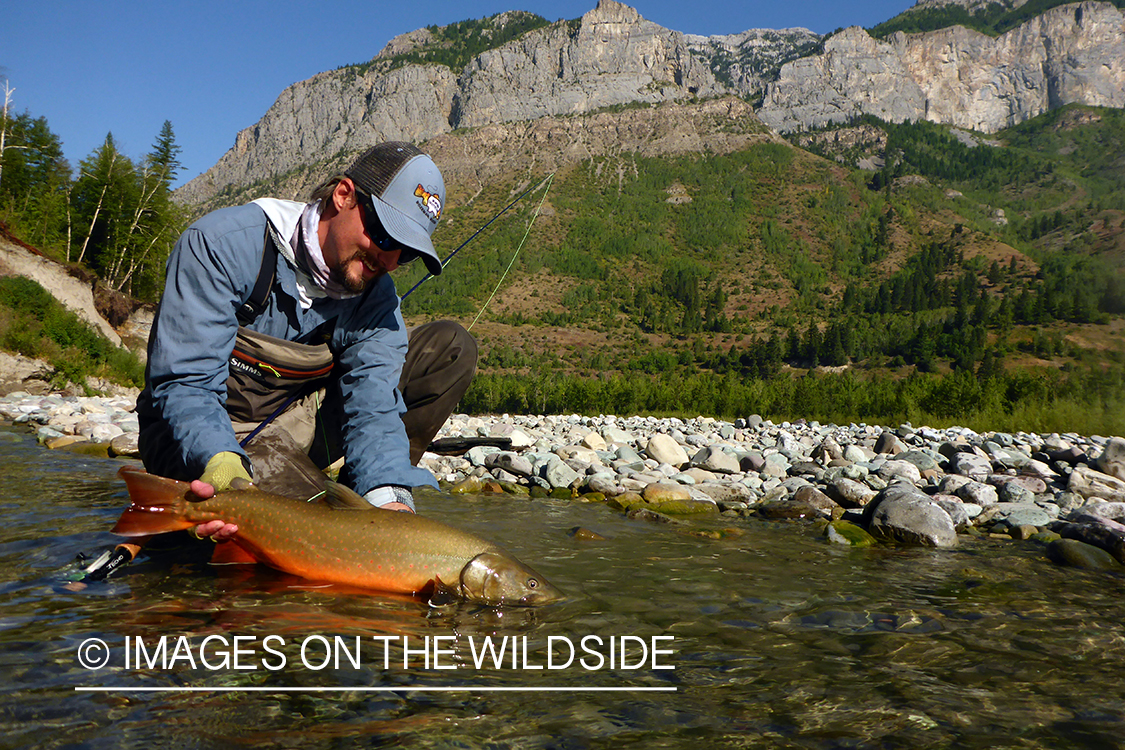 Flyfisherman releasing bull trout.