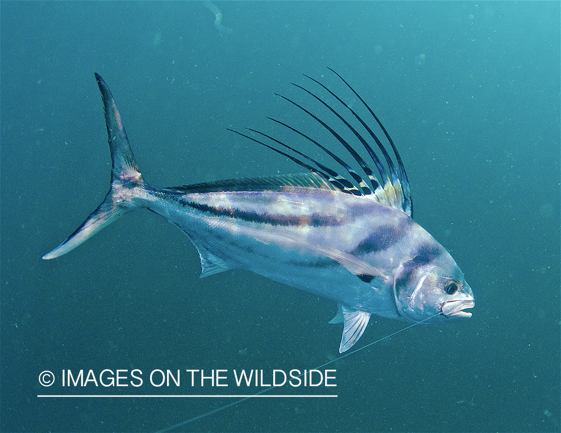 Roosterfish in ocean.