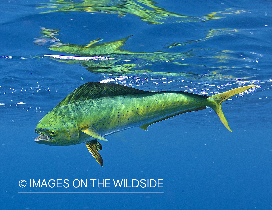 Hooked Dorado underwater.