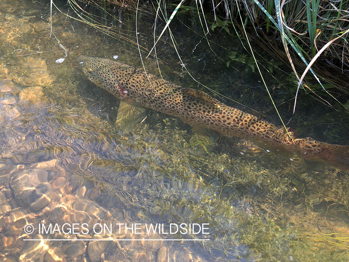 Brown trout standing in stream bank.