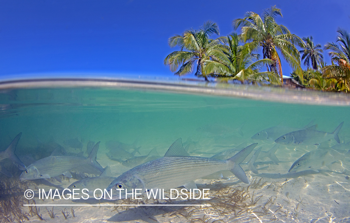 Bonefish in habitat.