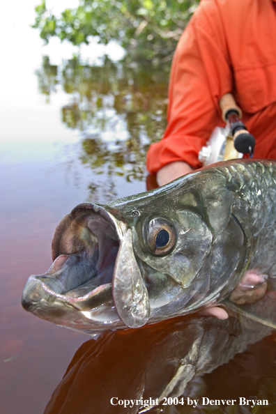 Flyfisherman w/tarpon