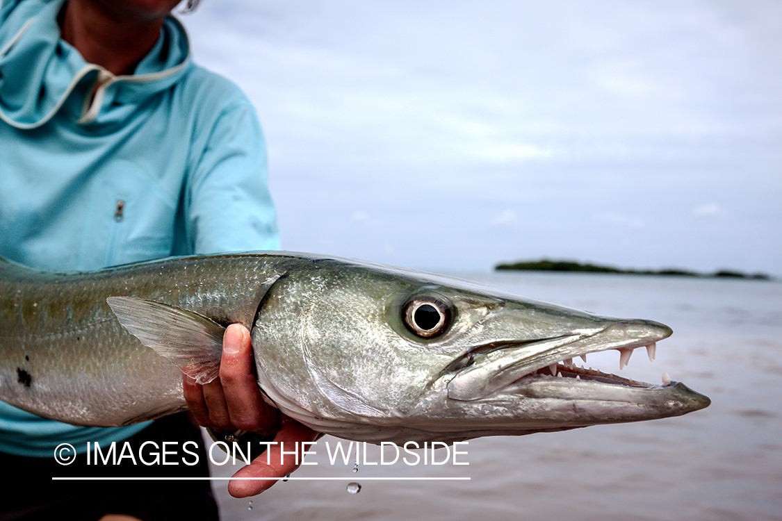 Woman saltwater flyfisher releasing barracuda.