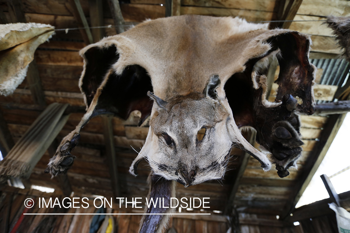 Puma skin hanging in barn.