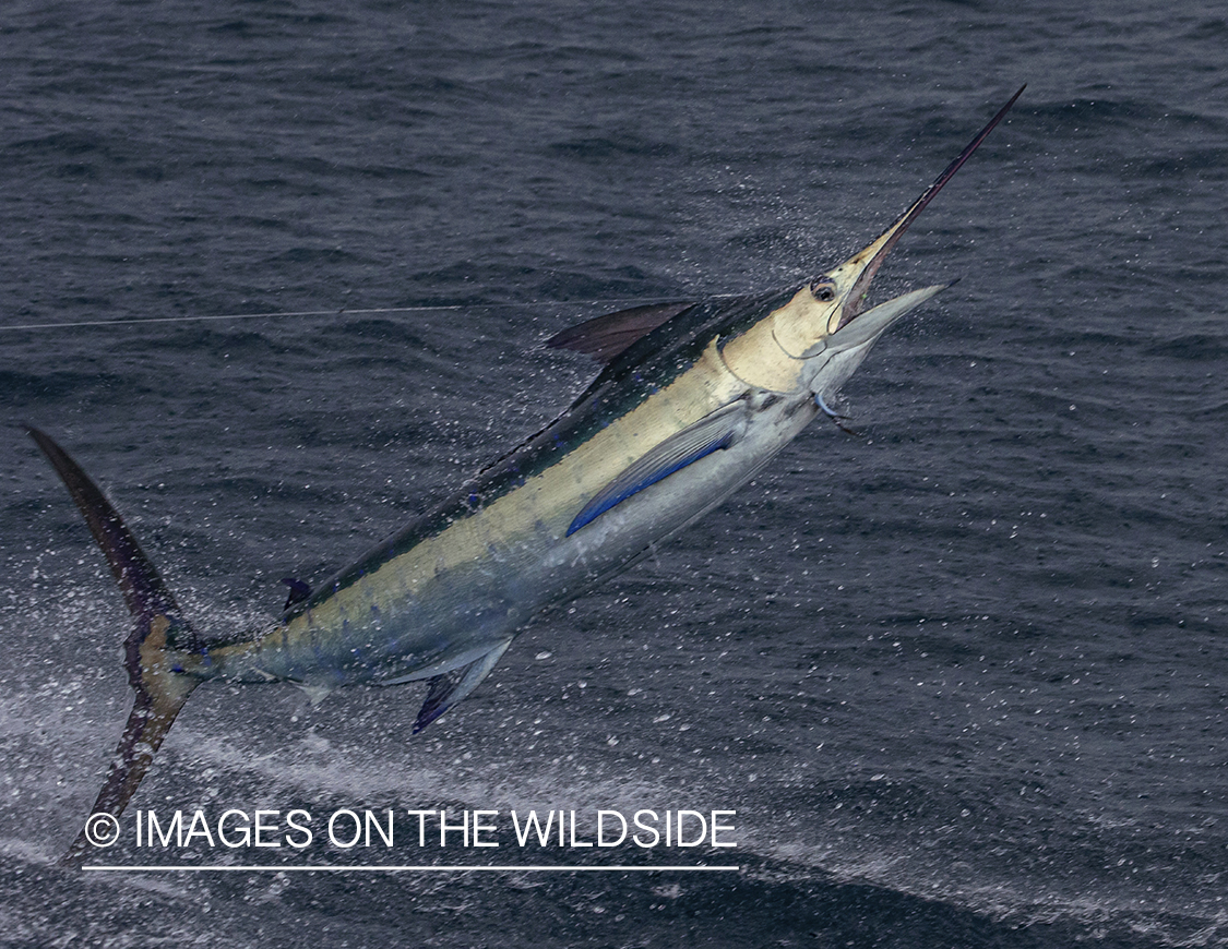 Marlin (blue) jumping.