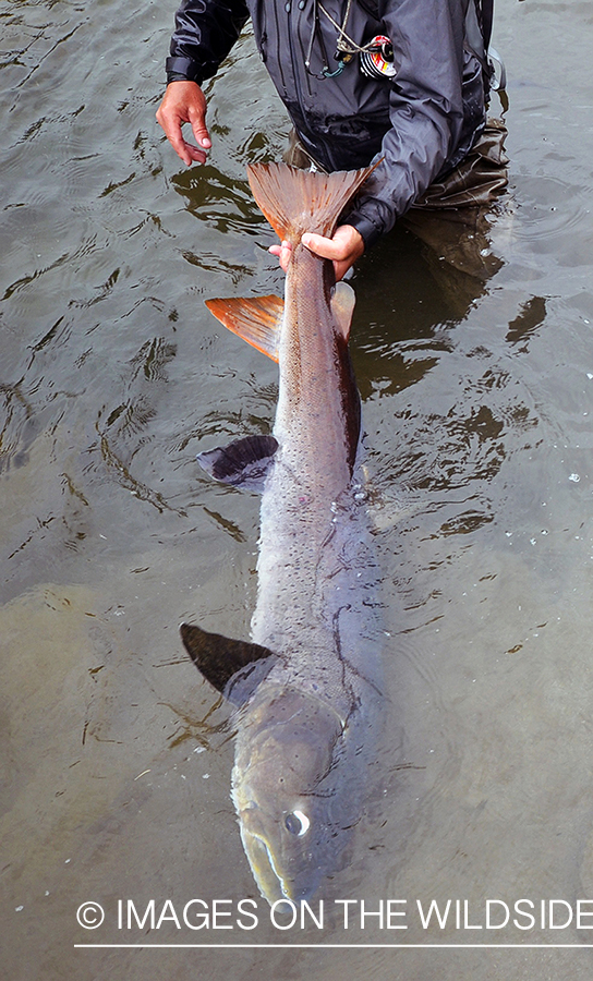 Fly fisherman releasing Taimen.