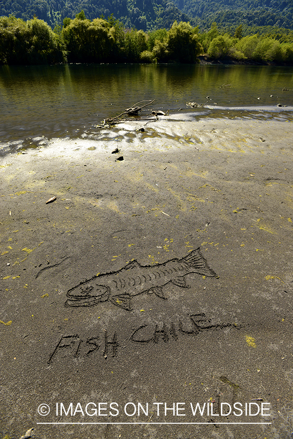 Fish Chile sand drawing.