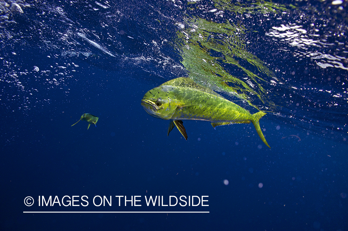 Dorado fish in deep sea.