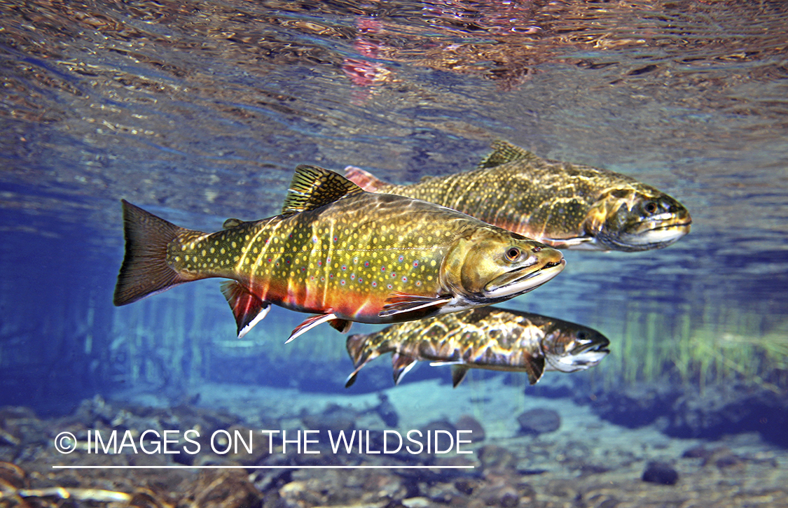 Brook trout in habitat.