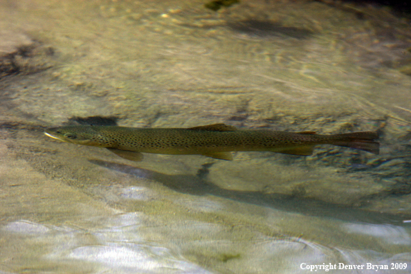 Brown trout underwater