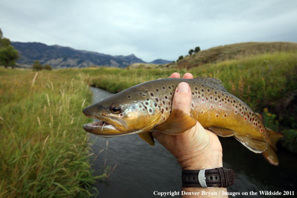 Flyfisherman holding brown trout. 