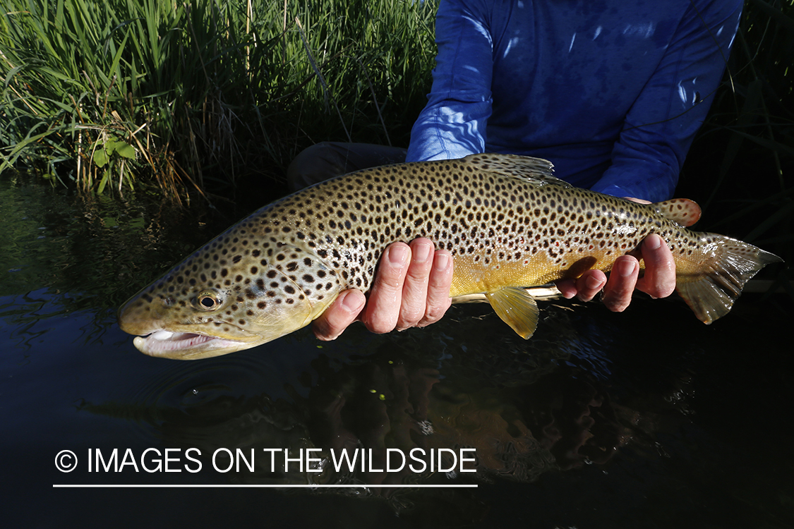 Flyfisherman with brown trout.