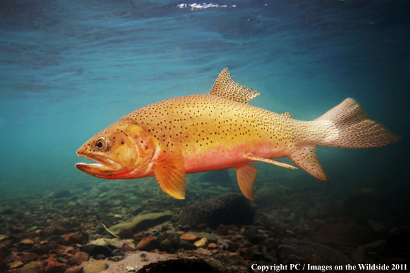 Westslope Cutthroat, Lost River, ID. 